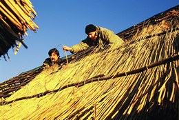 Realizzazione del tetto mediante la sovrapposizione di fasci di canne palustri disposti a scala, fermati da rami legati ai correnti con l’utilizzo di un grande ago in legno